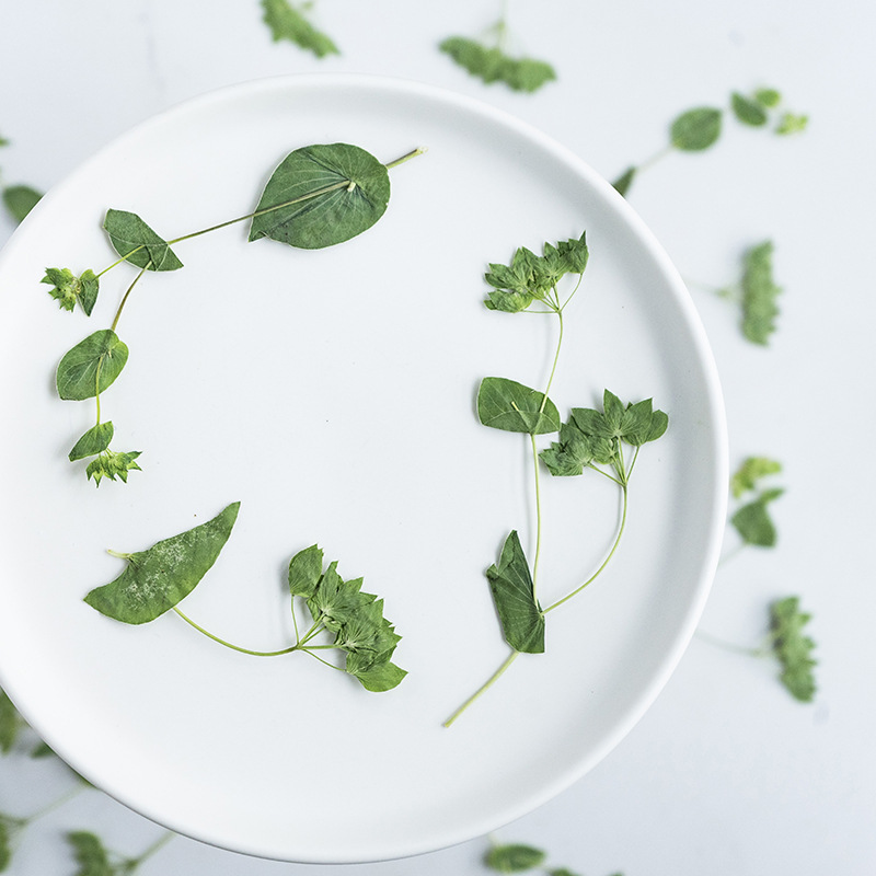 60 Stück Hasenohrgras mit Zwei – Plant Parent Sticker Bewertung und Preis